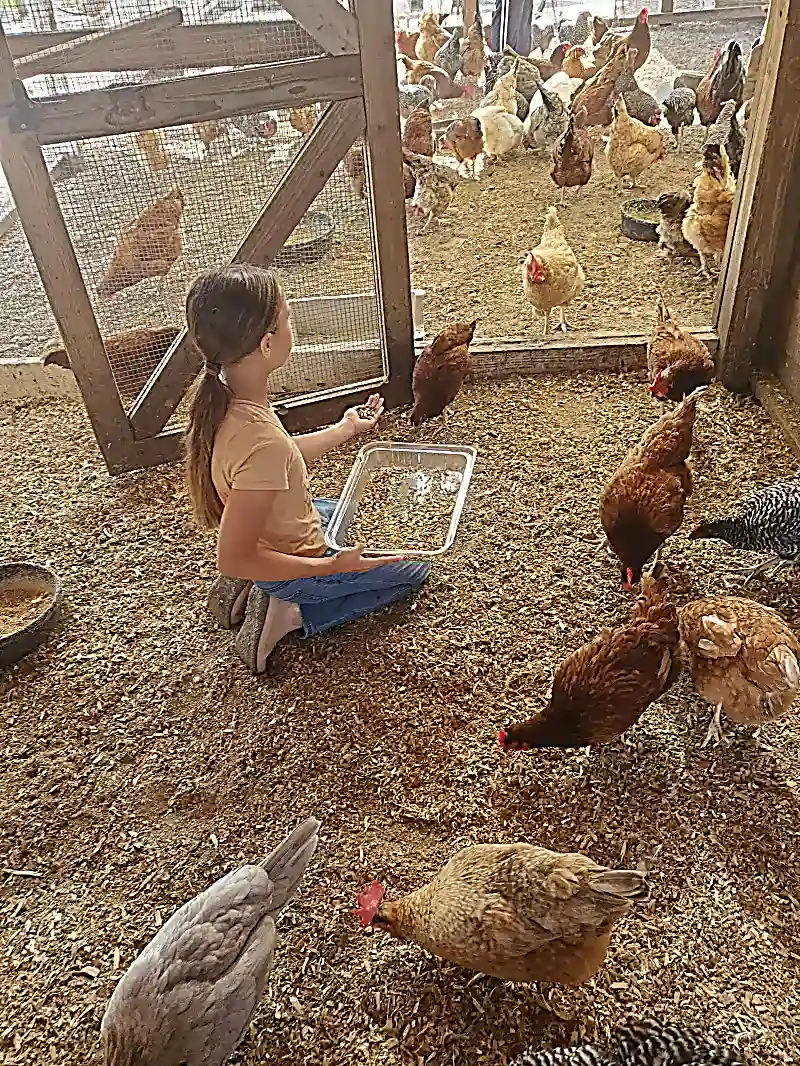 Children gathering eggs from the chicken coop during farm chores